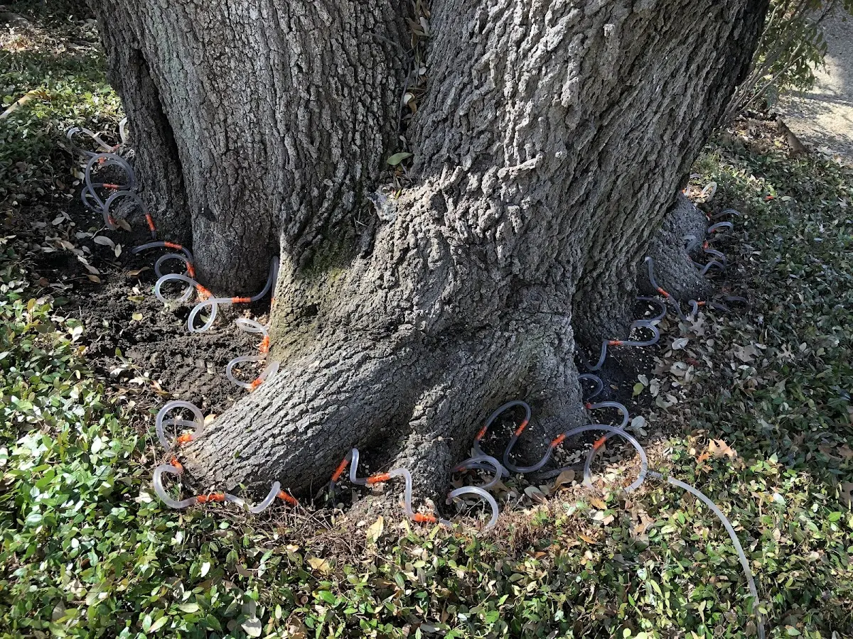 Detailed Tree Cabling and Bracing job site in Hillview