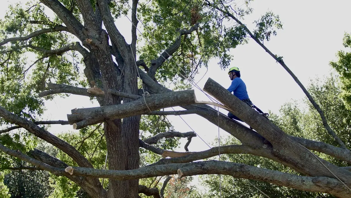 Professional Crown Thinning performed by certified arborists in Hillview