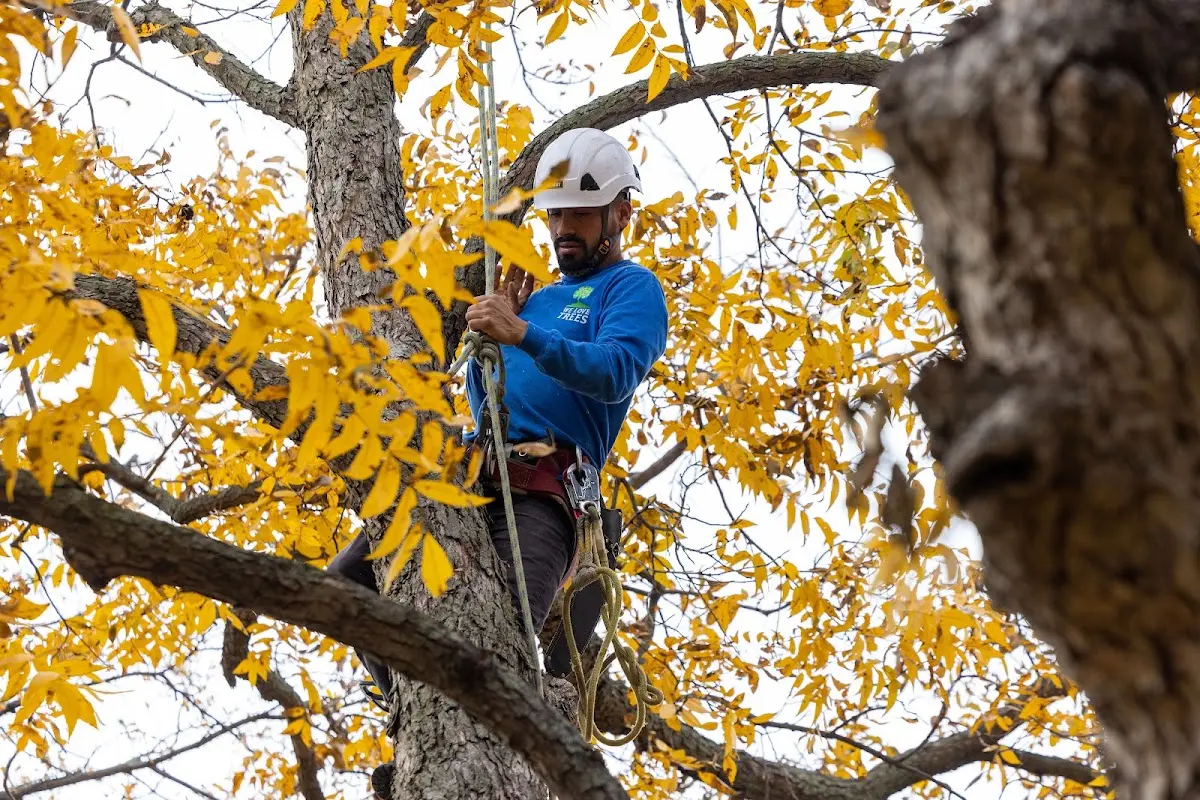 Skilled Storm Damage Cleanup crew working in Hillview
